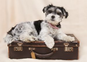 immigrer au Quebec avec son chien
