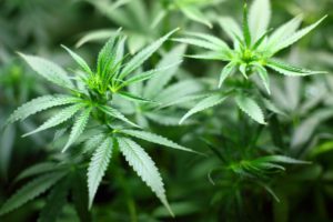 la fleur de cannabis produit une drogue qui a été légalisé au Canada